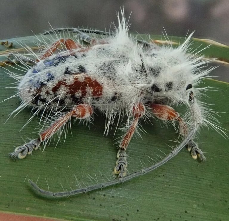 New Beetle Masquerading as Bird Dropping Discovered in Australia