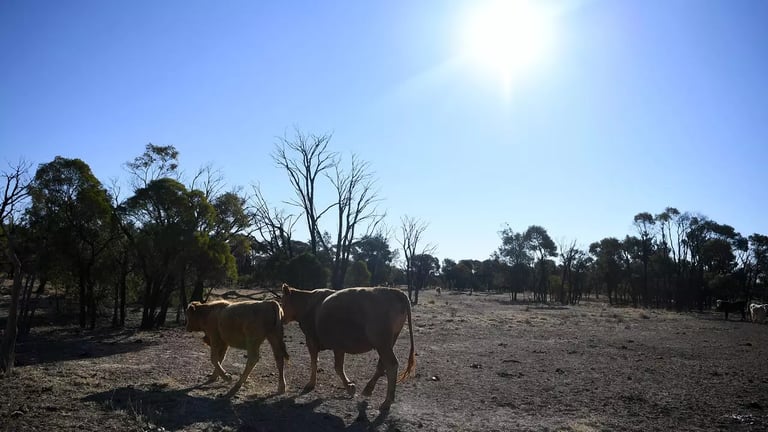 Aboriginal Bush Beef Initiative Tackles Feral Cattle, Boosts Cape York's Economy