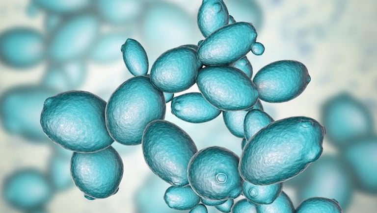 Scientists Unveil World's First Synthetic Yeast Genome, Paving Way for Next-Gen Crops