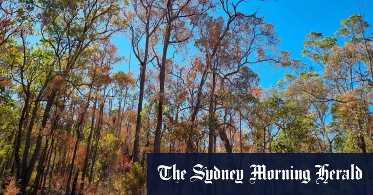 Perth's Gardens Cling to Life with Desalinated Water Amidst Record Drought and Ecological Crisis