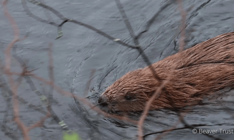 Cornwall Celebrates First Licensed Wild Beaver Release, Pioneering UK Nature Recovery Efforts