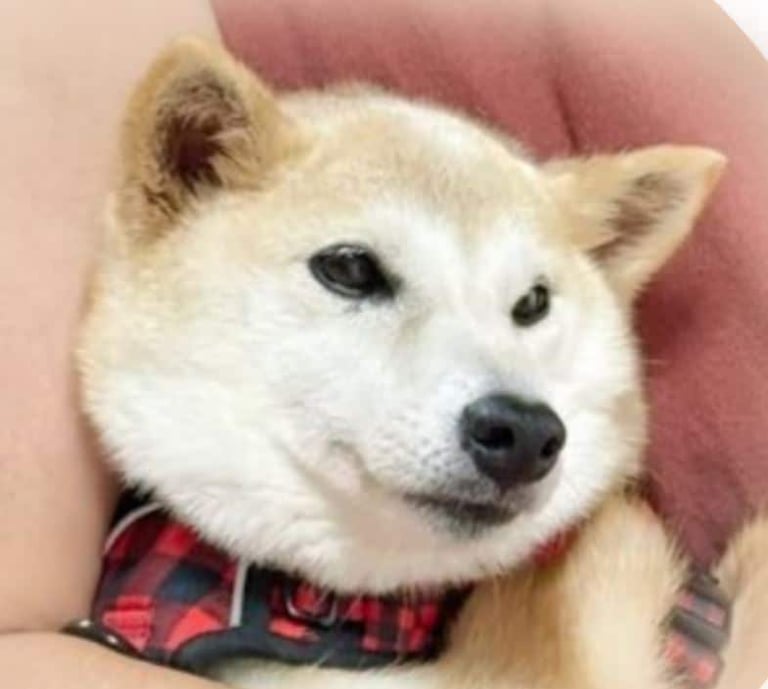 NEIRO Soars 48% in 24 Hours, Surpasses Dogecoin & Shiba Inu in Trading Volume