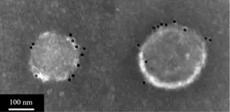 Yeast-Based Vaccine Offers Hope for Faster, Broader Flu Protection