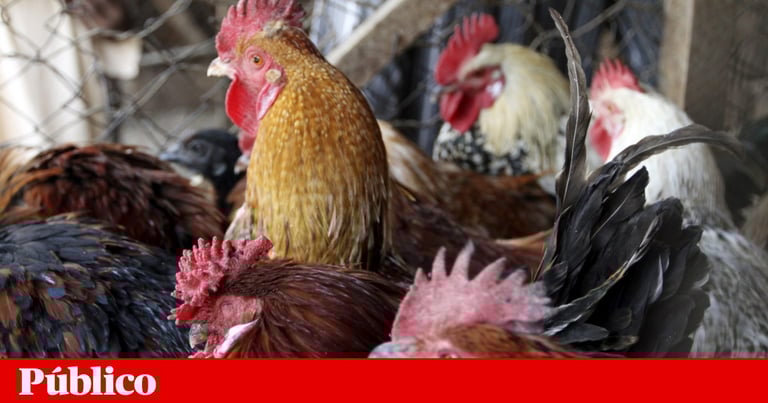 First Human Bird Flu Case in England Since May 2023 Sparks Low Public Risk Concerns
