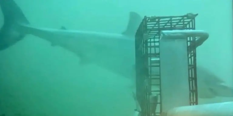 Rare Juvenile Great White Shark Filmed Off Rhode Island, Marks Milestone in Marine Research