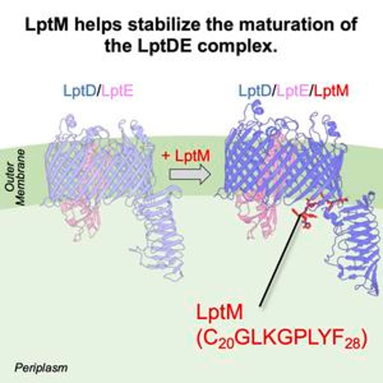 New Study Unveils Key Protein's Role in Antibiotic Resistance, Paving Way for Novel Drug Development