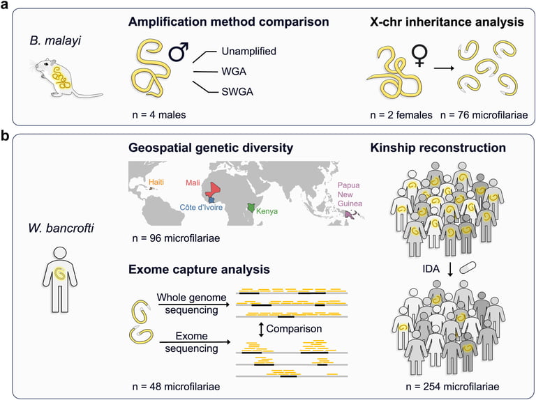 Breakthrough Genomic Technique Targets Elephantiasis, Enhances Treatment Monitoring and Surveillance