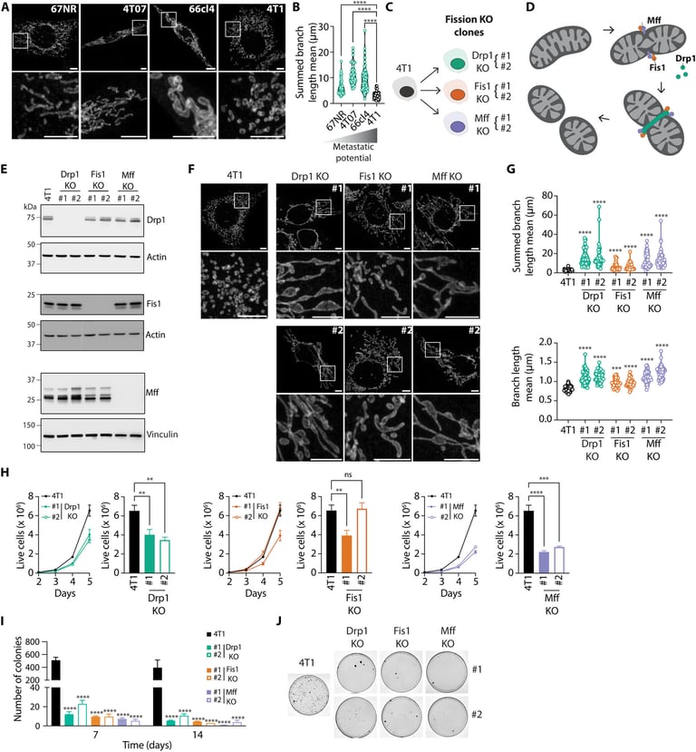 Study Reveals Mitochondrial Elongation as Key to Combat Metastatic Breast Cancer