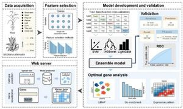 PhytoCell Revolutionizes Plant Genomics: Uncovering New Marker Genes with ML-Powered Annotation
