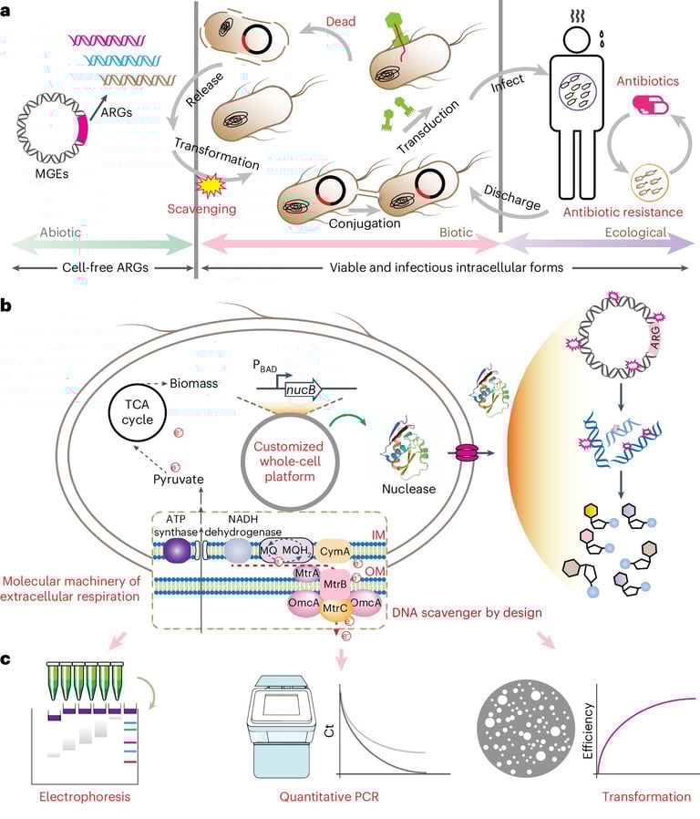 Breakthrough 'DNA Scavengers' Eradicate Antibiotic-Resistant Genes in Wastewater, Promising Safer Waterways