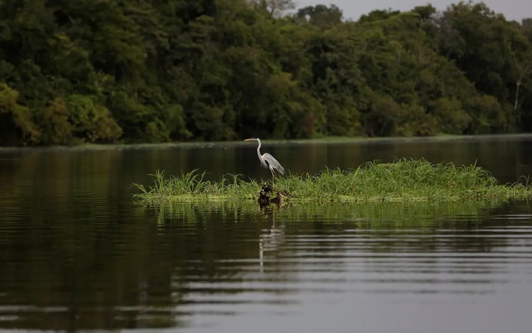 Amazon Faces Climate Crisis: Record Heat, Drought, and Methane Emissions Threaten Ecosystems