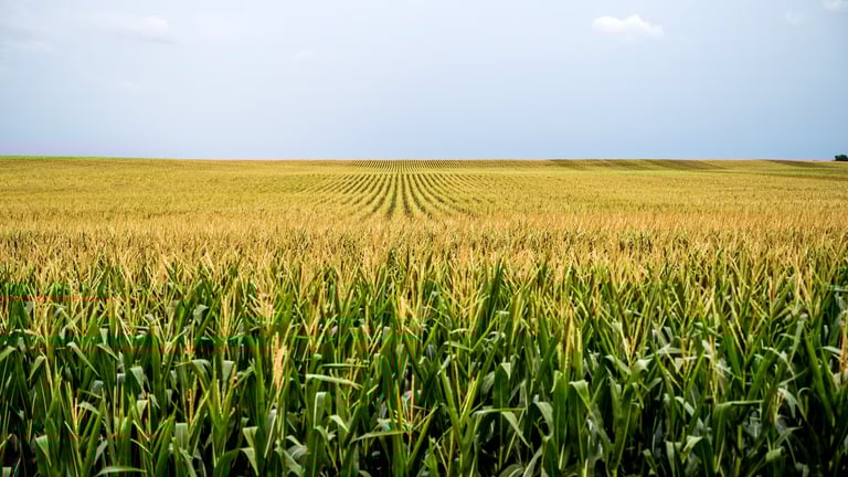 Climate Change Fuels Surge in Fungal Infections, Posing Global Health Threat