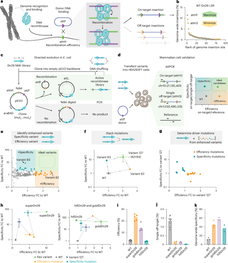 Breakthrough in DNA Integration: Engineered Recombinases Achieve High Efficiency and Specificity