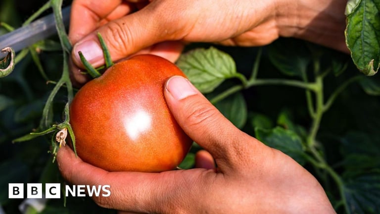 UK Supermarkets Under Scrutiny for Selling 'Italian' Tomato Purees with Suspected Xinjiang Origins