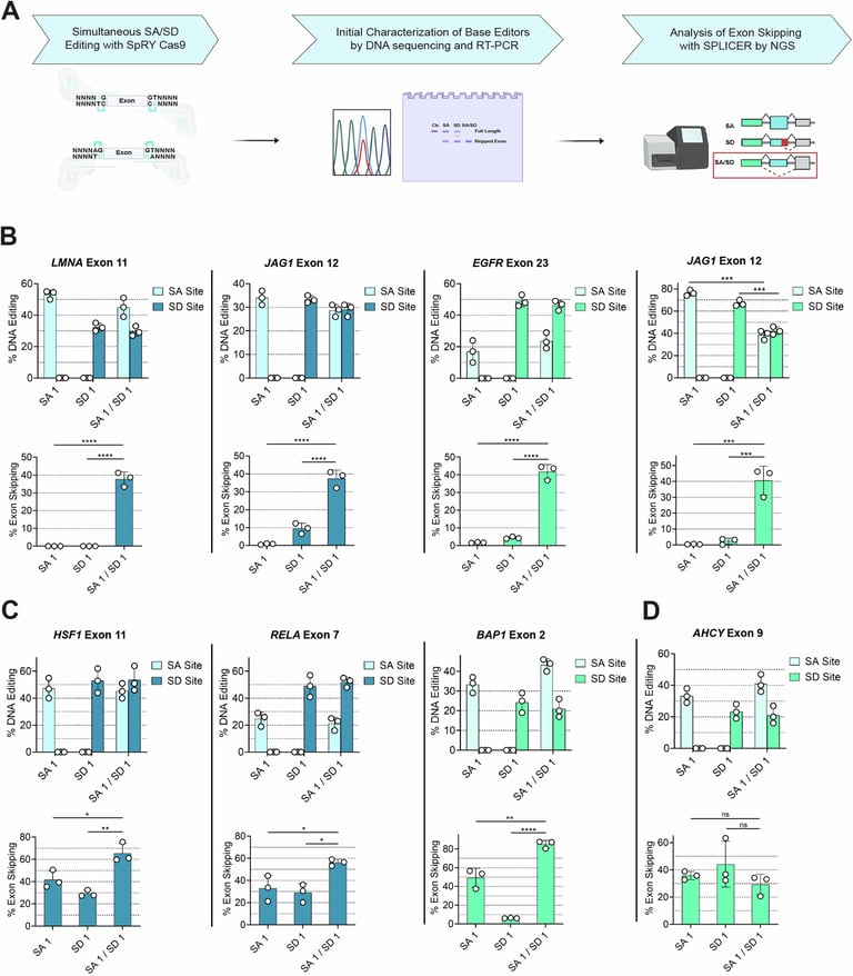 Revolutionary Gene Editing Tool SPLICER Targets Alzheimer's with Precision Exon Skipping