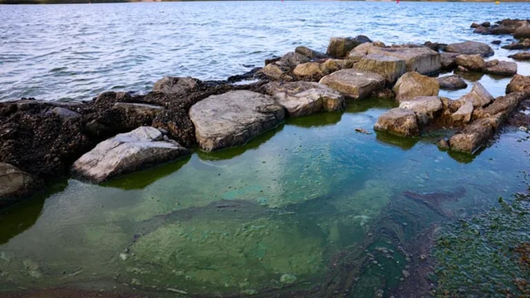 Toxic Algal Bloom Devastates Marine Life in South Australia Amid Climate Change Concerns
