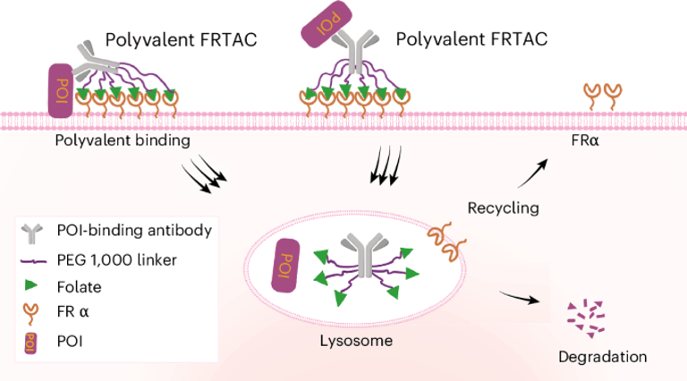Breakthrough Chimeras Target Folate Receptors to Degrade Cancer Proteins