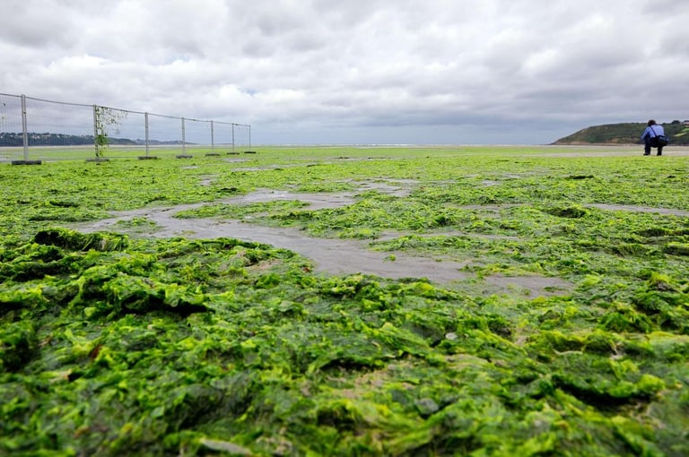 French Court Orders Brittany to Tackle Nitrate Pollution, Awards Damages to Green Algae Group