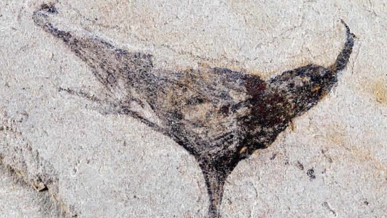 539-Million-Year-Old Fossils in China Reveal Early Complex Life Before Cambrian Period