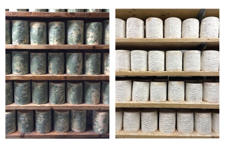 Cheese Cave Fungi Evolve Rapidly, Offer Insights into Microbial Adaptation and Cheese Innovation
