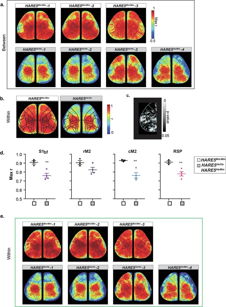 Duke Scientists Discover Key DNA Enhancer Boosting Brain Development, Linking to Autism