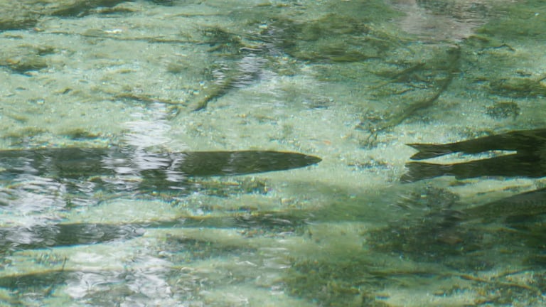 First-Ever Images of Elusive Roughskin Dogfish Captured in Central Caribbean