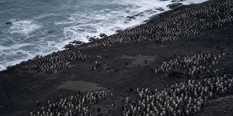 Chinstrap Penguins Plummet as Climate Change Reshapes Antarctic Ecosystems