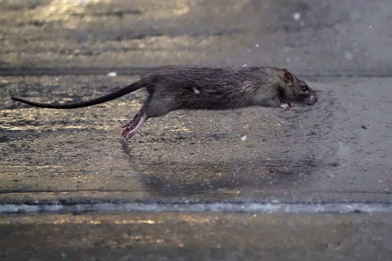 NYC's Innovative Rat Control: Birth Control Over Glue Traps