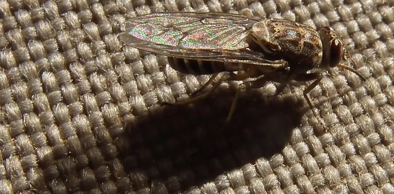 Tsetse Fly Bite Mechanics Unveiled: Versatile Feeding Explains Broad Host Range and Disease Transmission