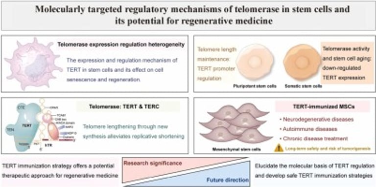 Telomerase: Unlocking Stem Cell Potential and Aging Challenges