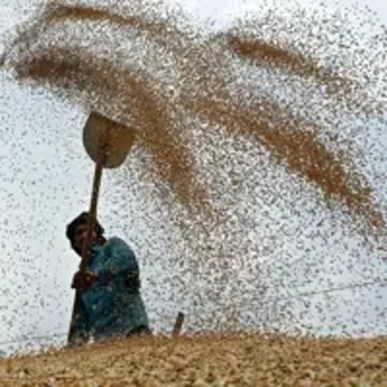 Moroccan Scientists Breed Drought-Resistant Seeds Amid Water Crisis