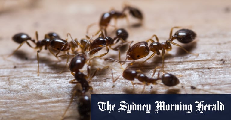 Costly Oversight: Premature Funding Cut May Lead to $38B Fire Ant Fiasco in Australia