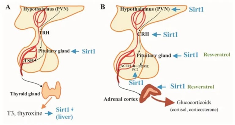 SIRT1: Key Hormonal Regulator in Metabolism, Aging, and Stress Responses Unveiled