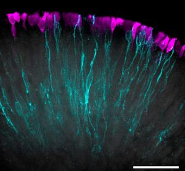 Breakthrough in Retinal Research: Vascularized Organoids Enhance Drug Testing and Disease Modeling