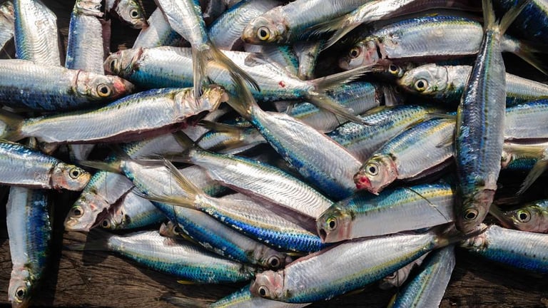 Adriatic Sardine Crisis: Overfishing and Climate Change Threaten Chioggia's Fishing Economy