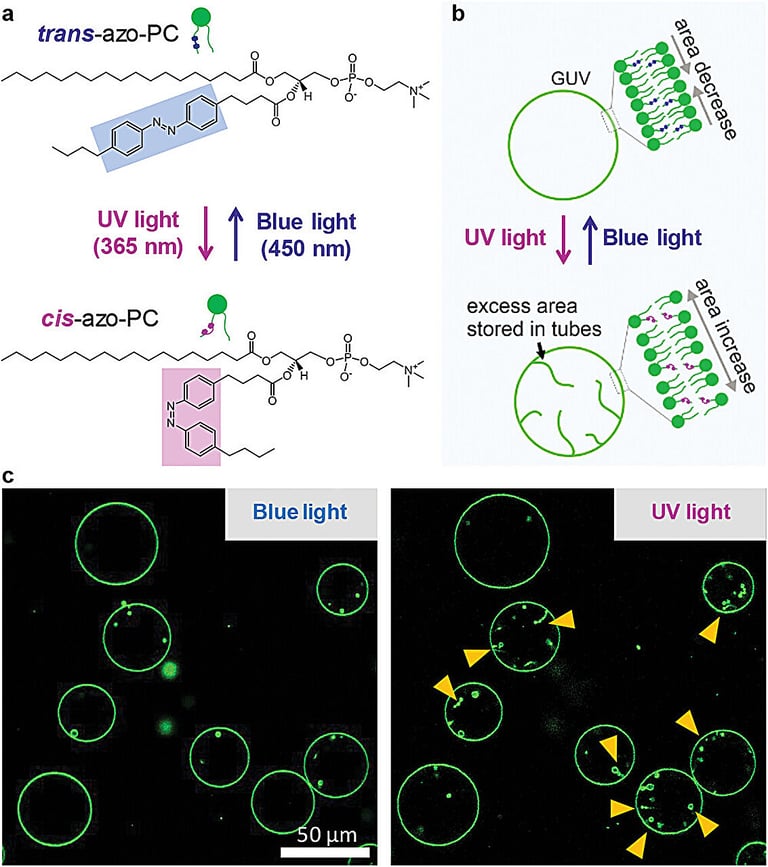 Revolutionary Light-Controlled Drug Delivery Unveiled by Max Planck Scientists