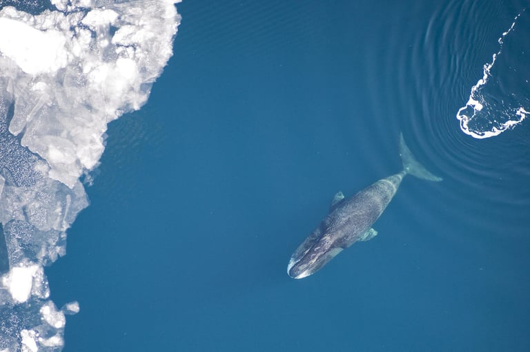 Unlocking Bowhead Whales' Longevity: DNA Repair Secrets May Hold Key for Human Aging and Cancer Resistance