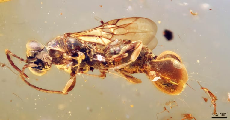 Ancient "Venus Flytrap" Wasp Discovered: A Prehistoric Predator with Unique Abdominal Trapping Mechanism