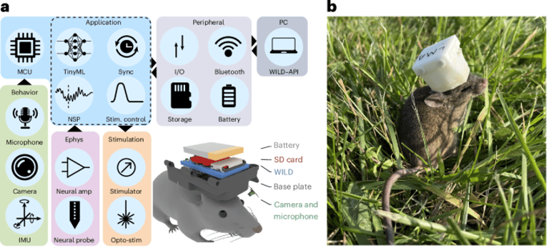 Revolutionary Wireless Platform Transforms Study of Mouse Social Behaviors in Natural Settings