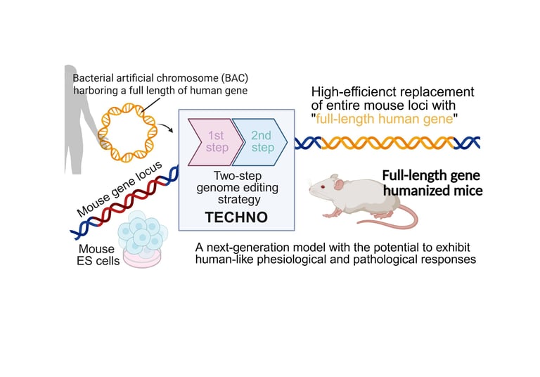 TECHNO Platform Revolutionizes Gene Humanization with High-Efficiency CRISPR and BAC-Based Editing
