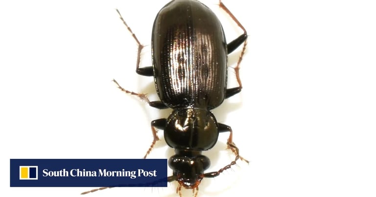 100-Million-Year-Old Beetle Defies Evolution, Survives Mass Extinction Unchanged