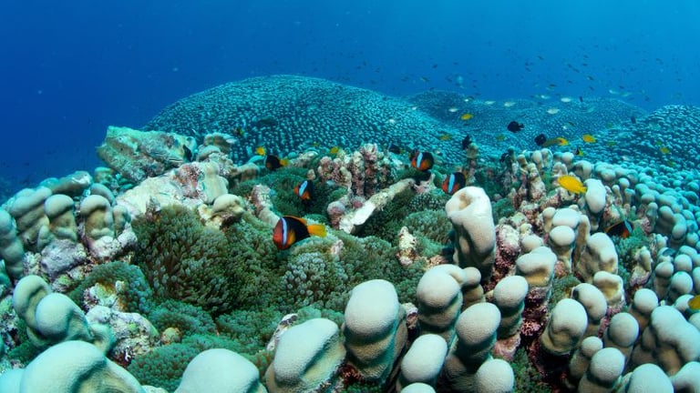 Record-Sized Coral Colony Discovered on Great Barrier Reef by Citizen Scientists