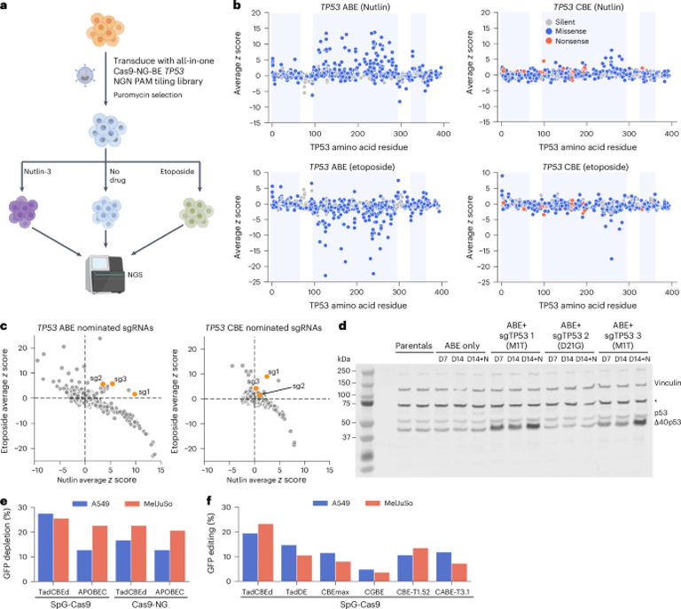 Revolutionary Genome Editing Tools Transform Disease Modeling and Therapeutic Development