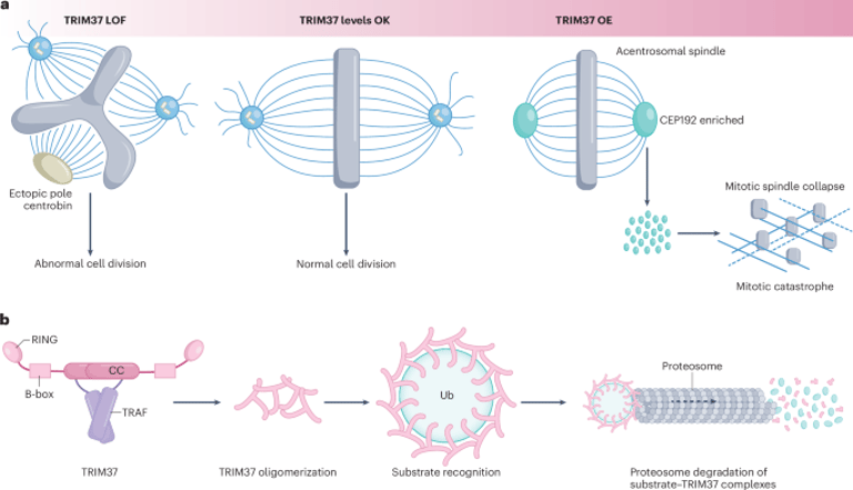 Key Role of TRIM37 in Cell Division: Preventing Abnormalities and Mitotic Errors