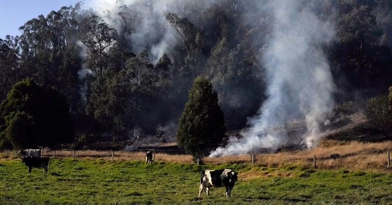 Colombia's Landmark Law Aims to Eradicate Deforestation from Beef Supply Chains