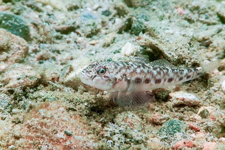 Round Goby Invasion: Rapid Spread Threatens Great Lakes Ecosystem and Economy