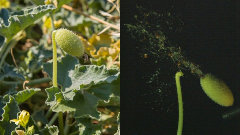 Oxford Researchers Reveal Explosive Seed Dispersal of Squirting Cucumber, Inspiring Bio-Engineering Innovations