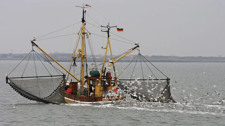 Greenpeace Demands Ban on 'Forever Chemicals' in Germany Amid Rising Seafood Contamination Concerns