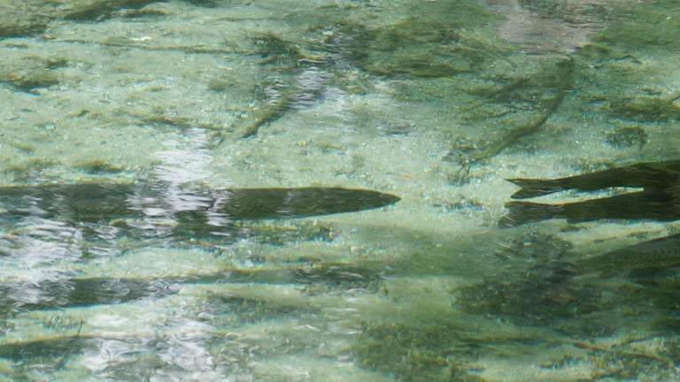 Rare Roughskin Dogfish Spotted in Cayman Islands' First Deep-Sea Survey