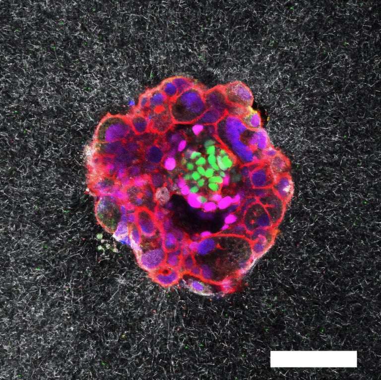 Breakthrough 3D Imaging Reveals How Human Embryos Implant and Connect in Real-Time